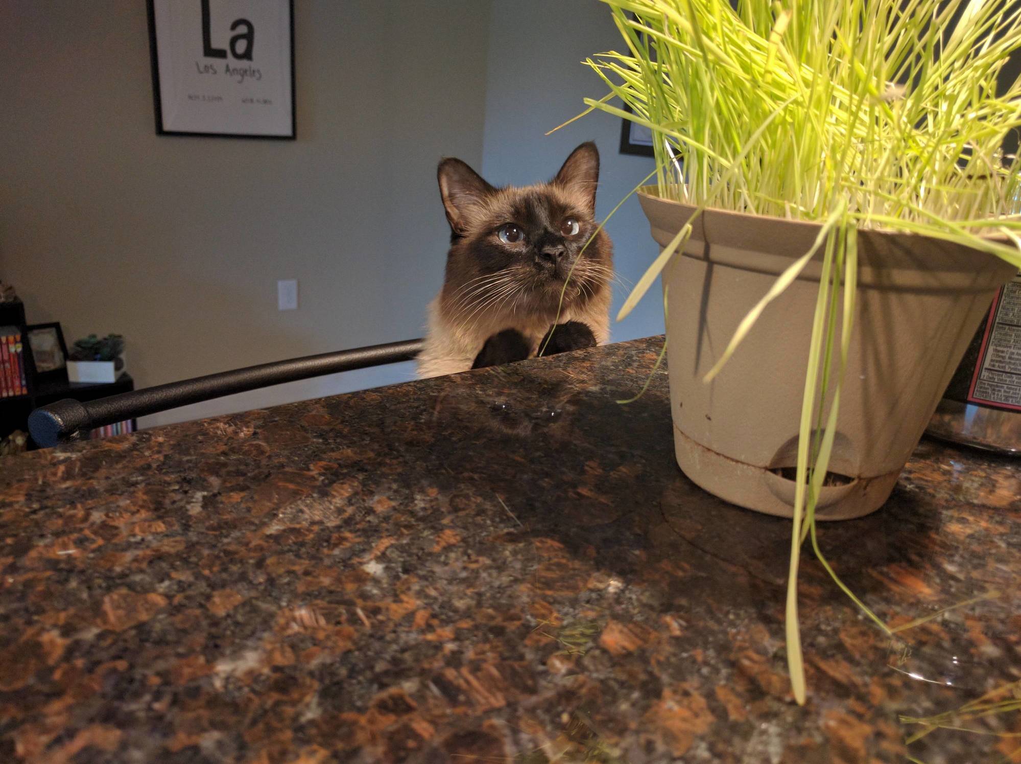 When You Want That Grass but Arent Allowed on the Counter Tops.