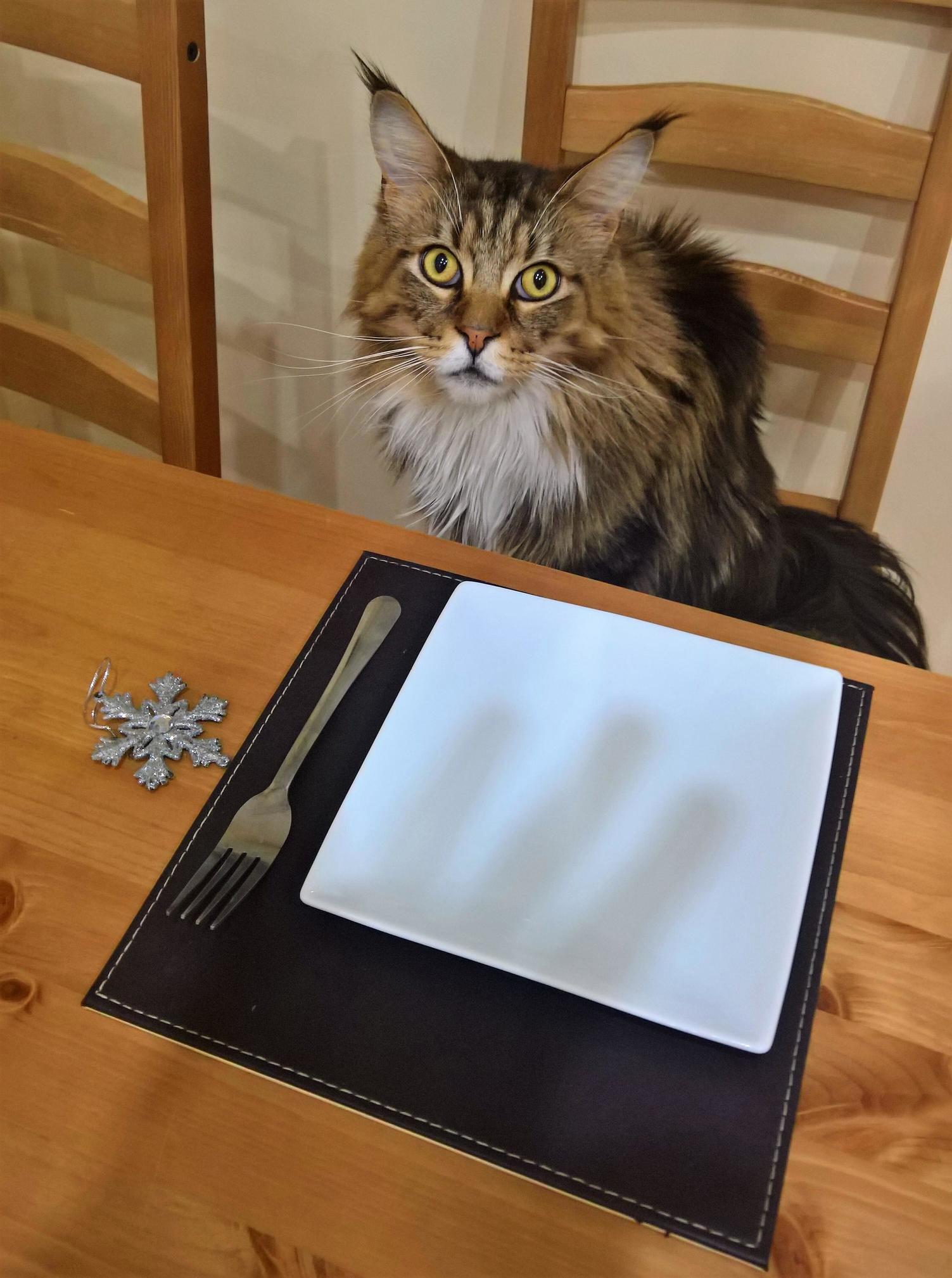 Wheres My Pre-christmas Meal Human Leon 3-years-old Maine Coon