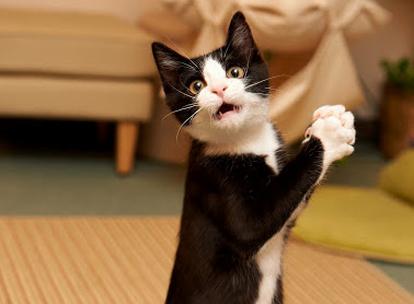 Who Me.. No I Did Not Shred the Curtains .