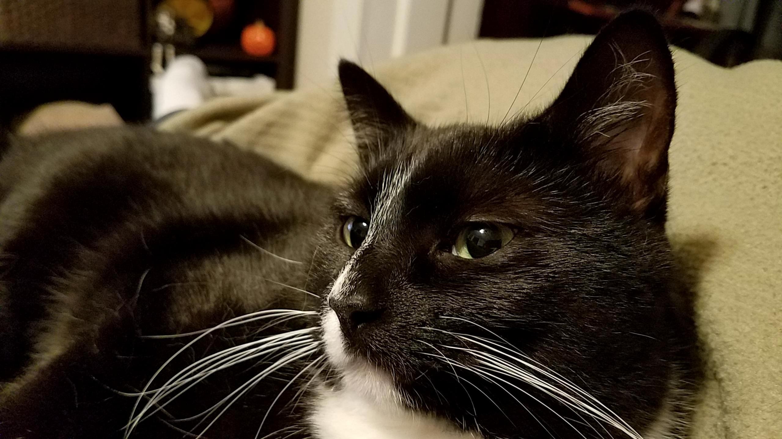 Why Does My Cat Look Like Shes About Do Drop Some Serious Wisdom on Me