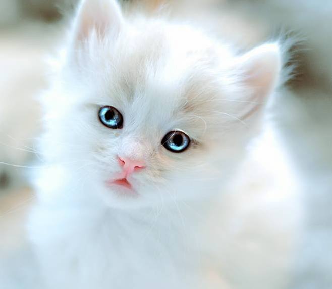 World Beautiful Kitty Kitty