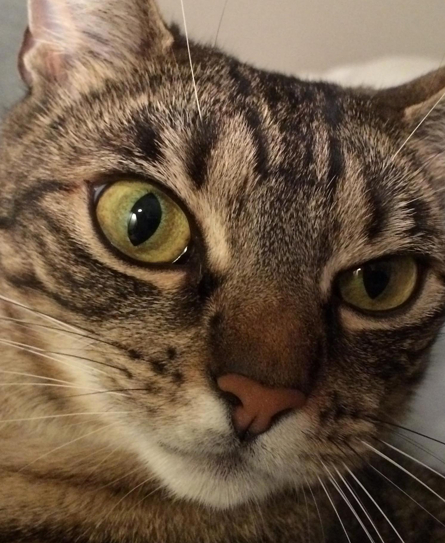 Would You Call Her Eyes Gooseberry Green Sorry Taken in Yellow Lighting