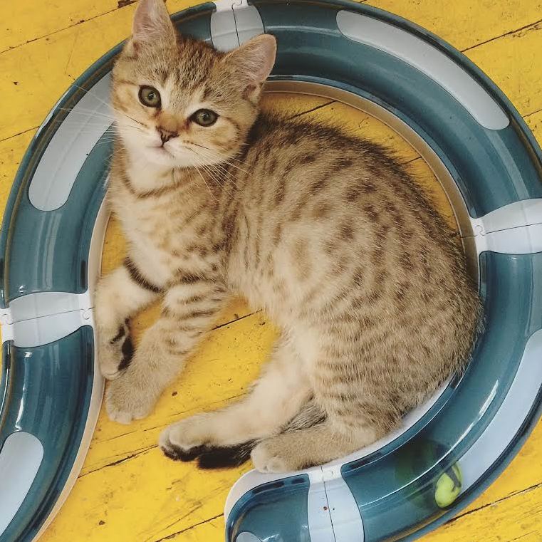 X-post from Raww I Ve Been Waiting So Long to Own a Cat Again. Meet Jupiter Hes Three Months Old Today.