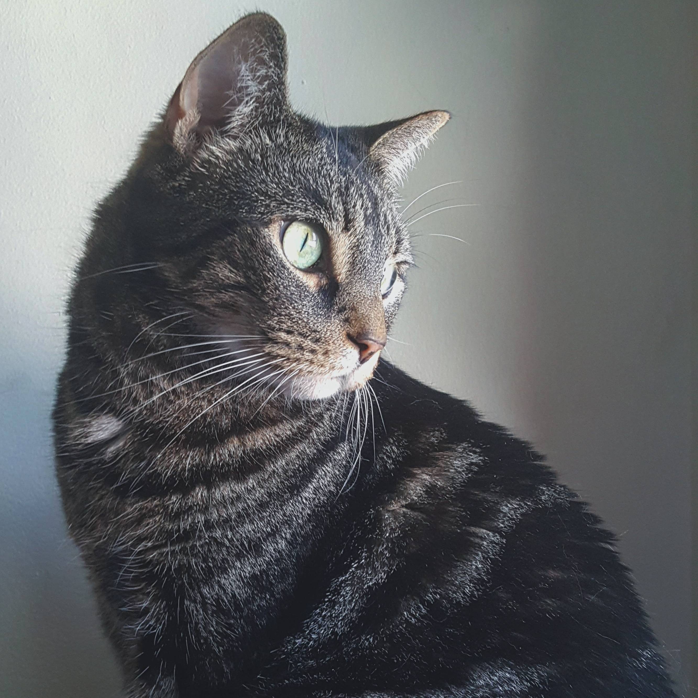 You Know When Youre Overwhelmed by How Prettyhandsome Your Furbaby Is Every. Freaking. Day.