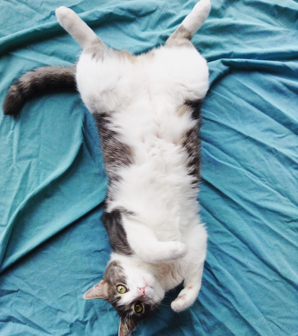 You Know You Want to Touch the Belly...