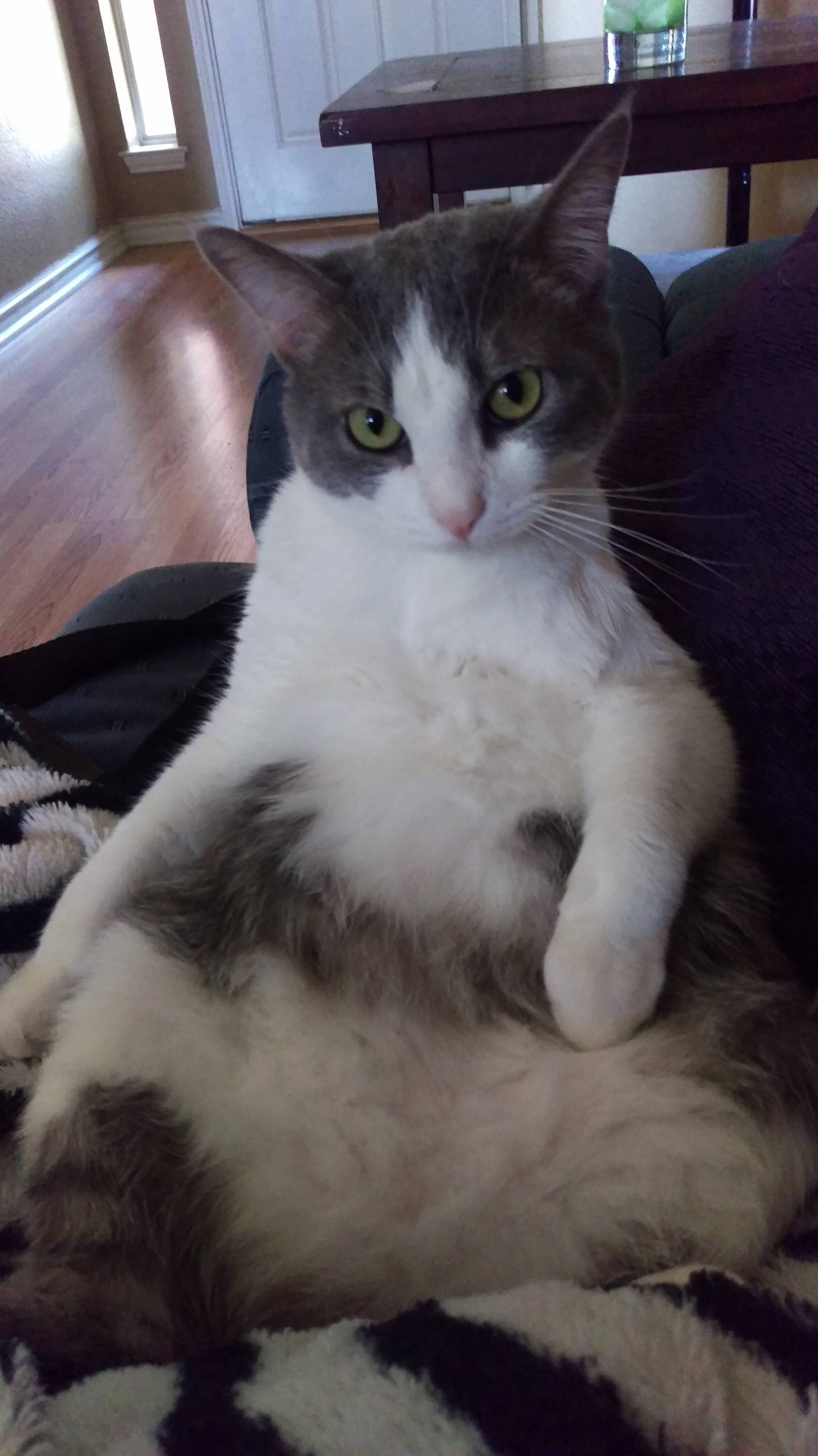 You Saw Our Tuxedo Jude Hanging Out with Us on the Bed. This Is Charlie and He Sits Like His Sister Too.