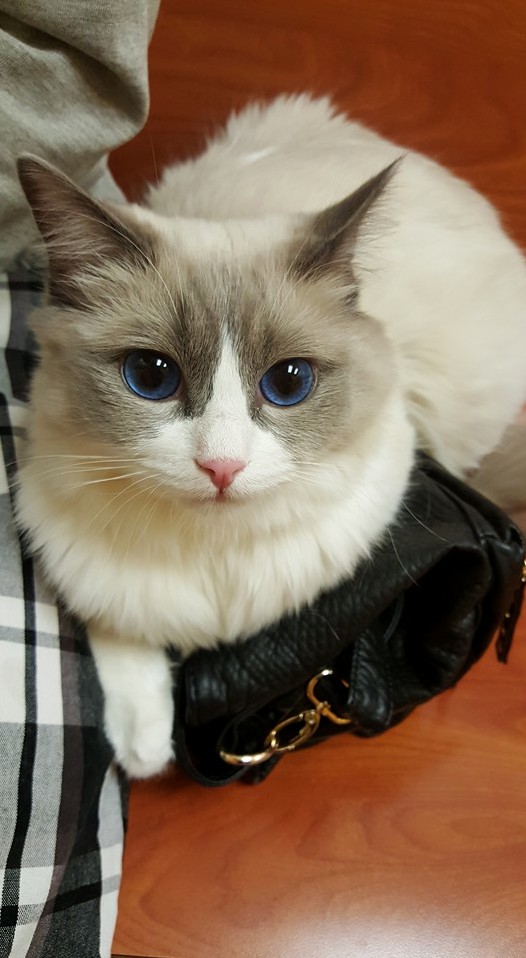 Young Ivy Bby at a Vet Check-up Ivytheragdoll
