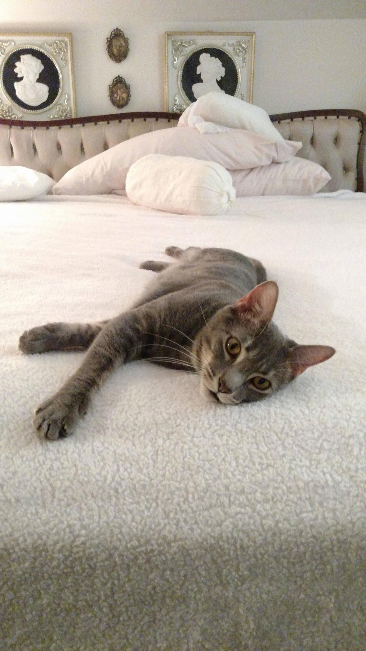 Zelda Loves My Grandmas Bed.