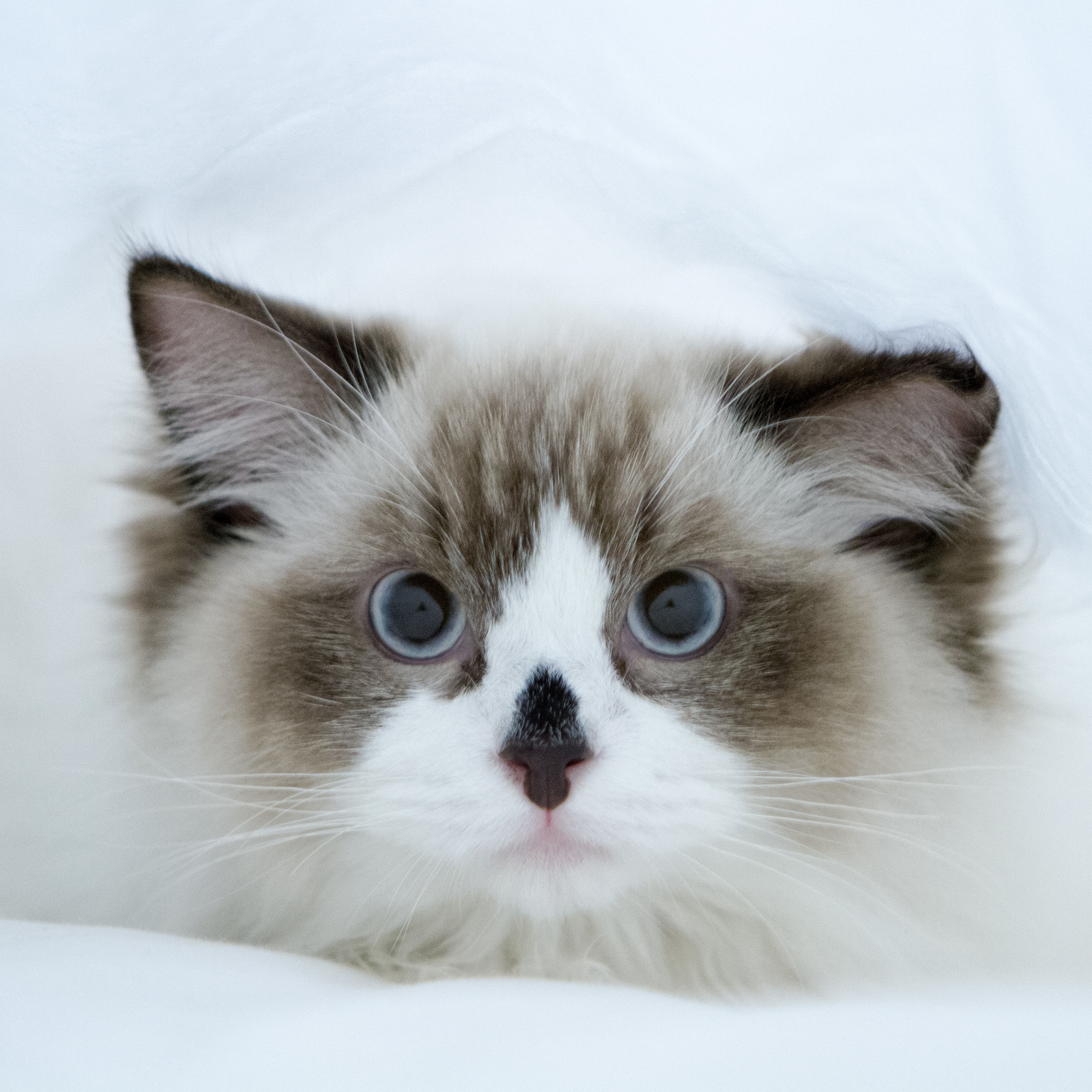 Zuki