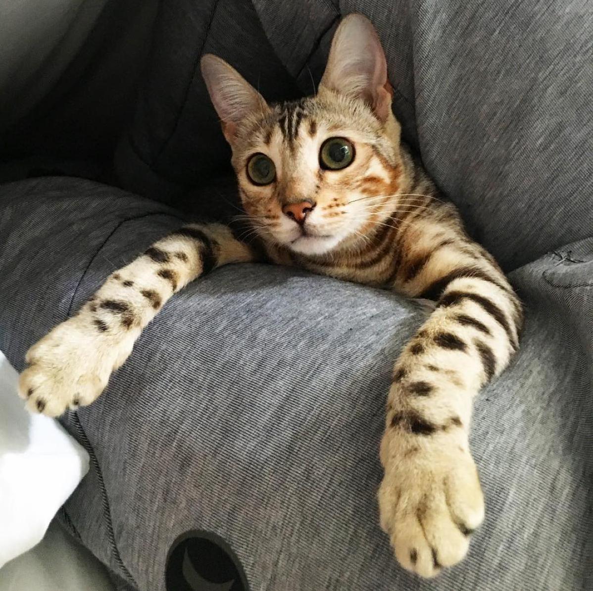 Zzyzx the Bengal Turns One Today