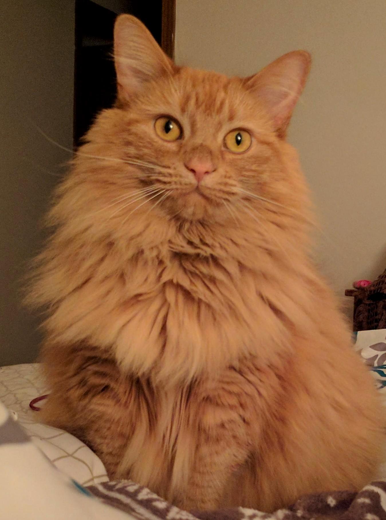 All That Floof