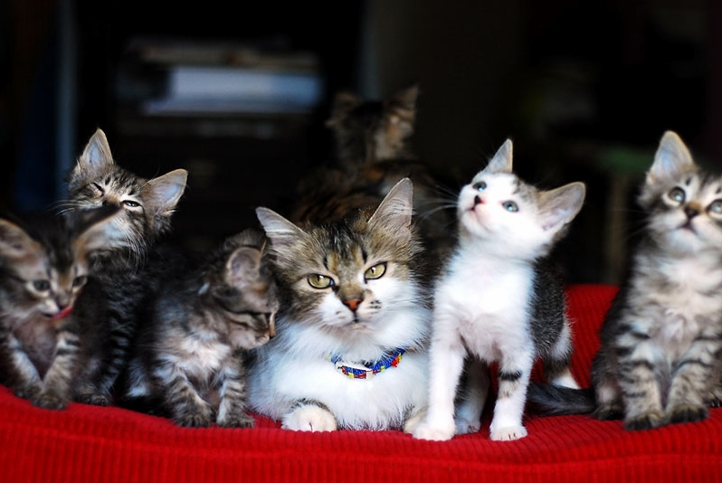 Anfiska and Her Litter of Six Taken in 2007.