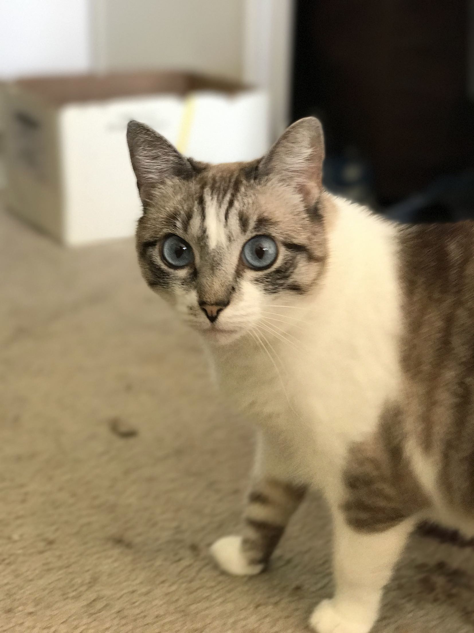 Anime Eyes