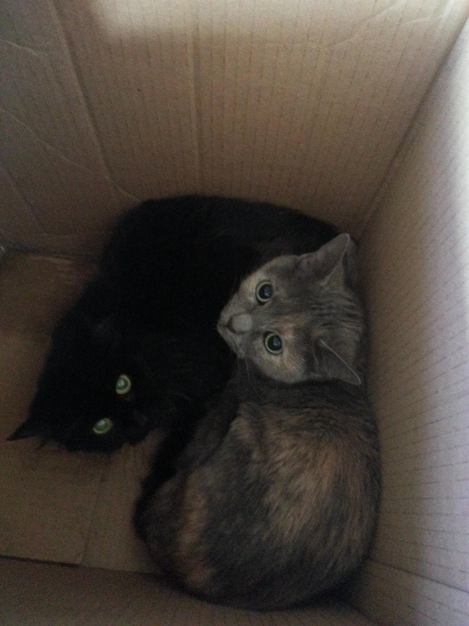 Babies Abandoned in a Taped Up Cardboard Box This Morning. Finding Homes Now. People Are Terrible Sometimes.