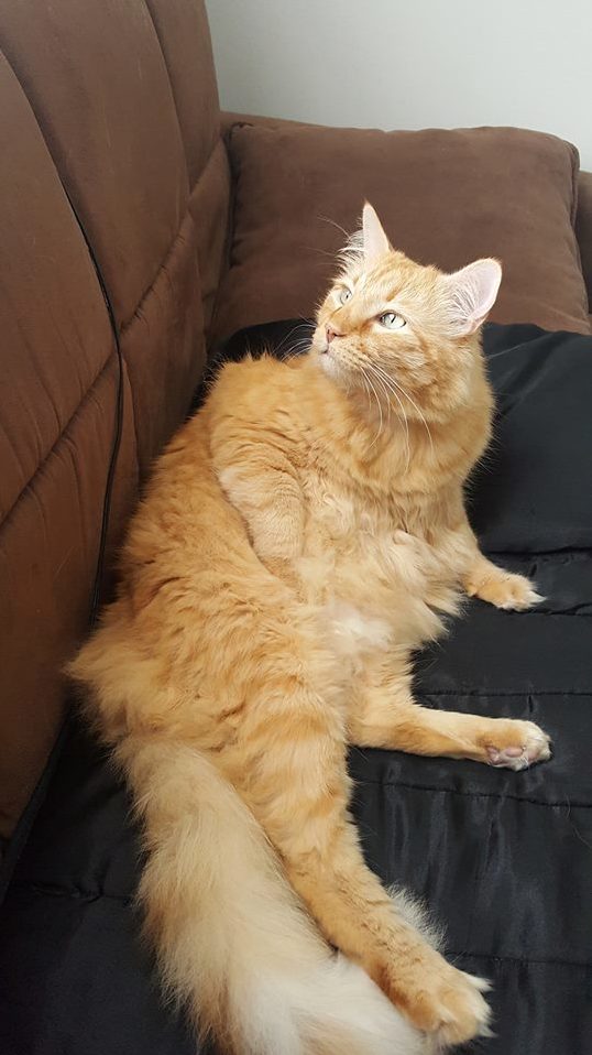 Behold Basil Fawlty - He Is Fabulous