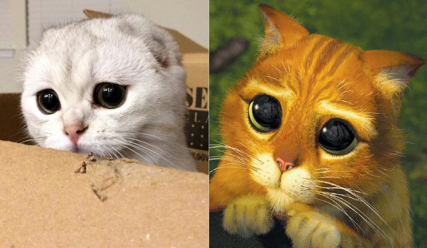 Best Puss in Boots Eyes