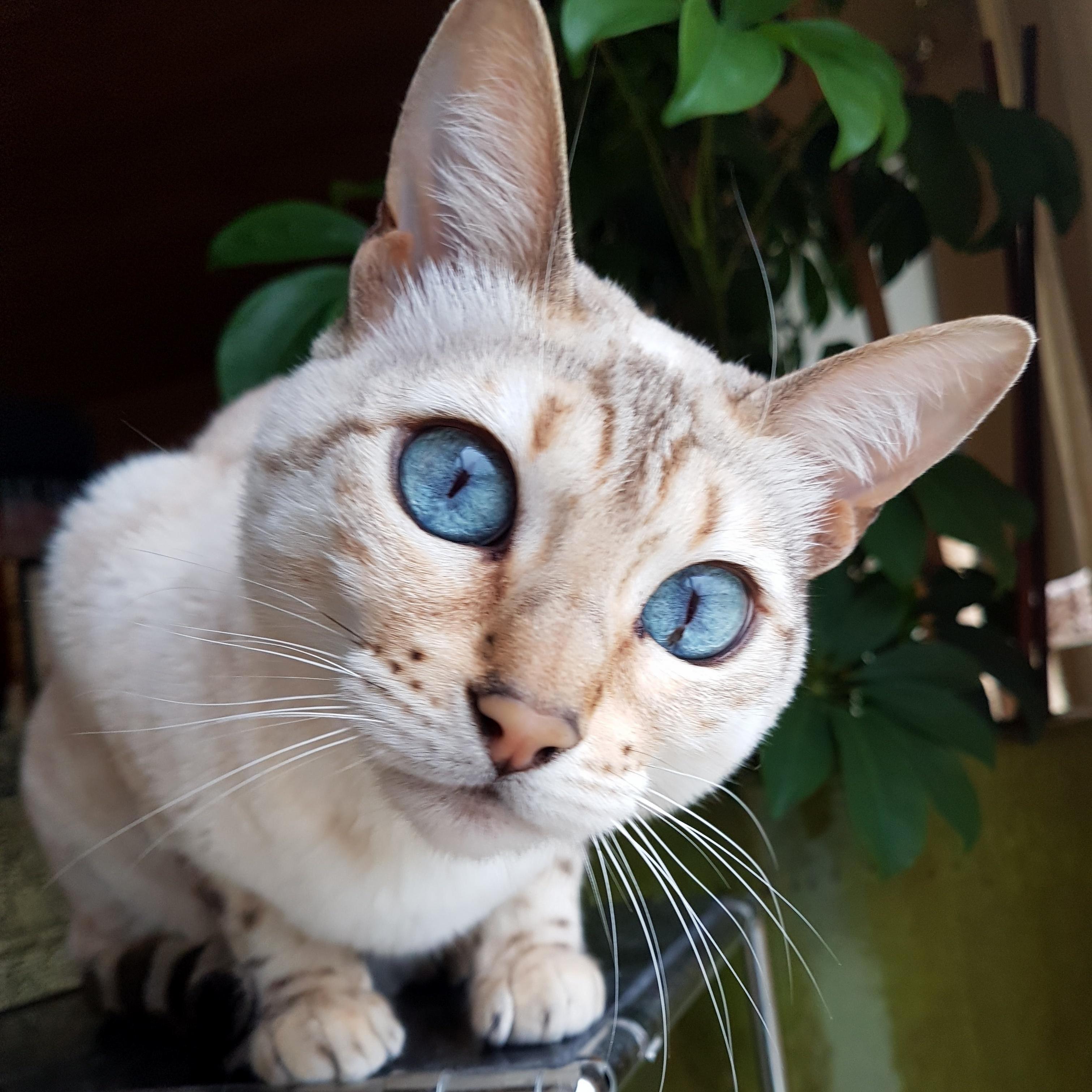 Blue-eyes White Kitten