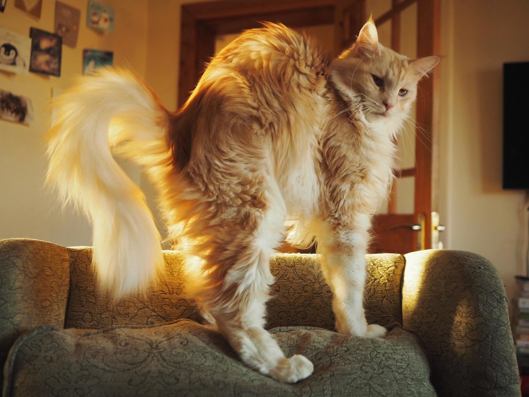 Bramble Showing Off Her Floof in the Morning Sunlight