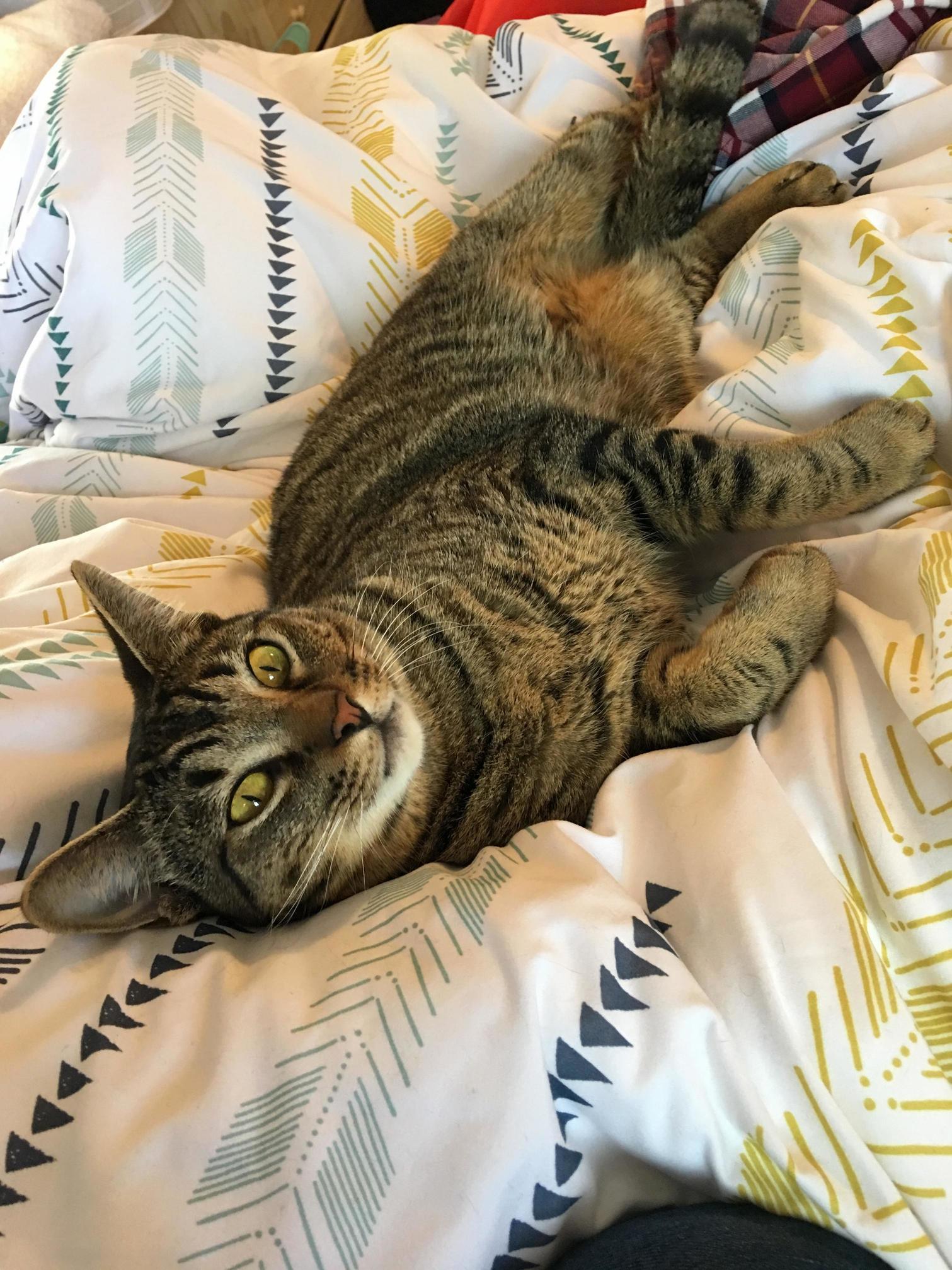 Can I Get Some Opinions About Cat Food Cat Pictures Included.