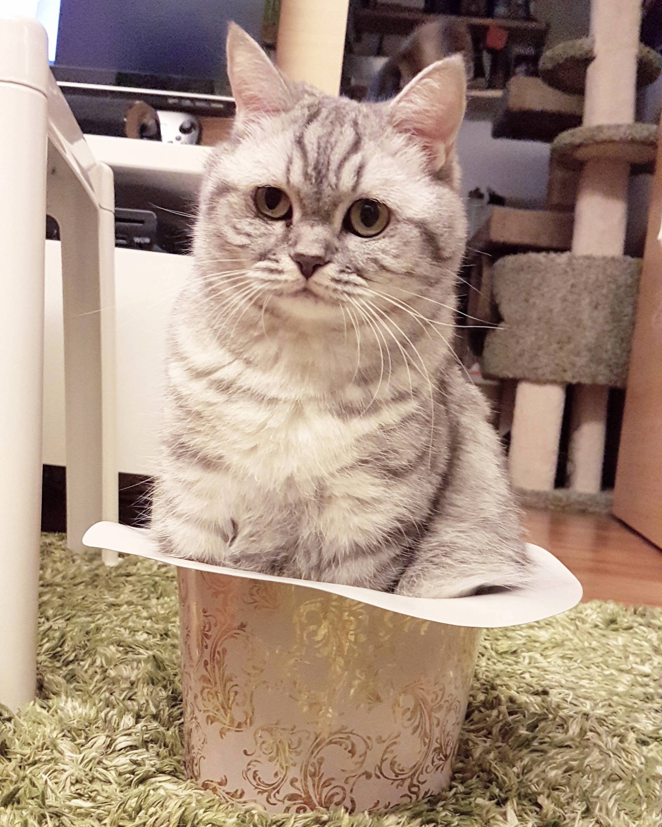Cat in Hat