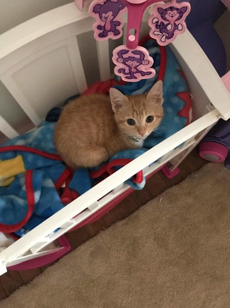 Cats in the Cradle... Er... Crib.