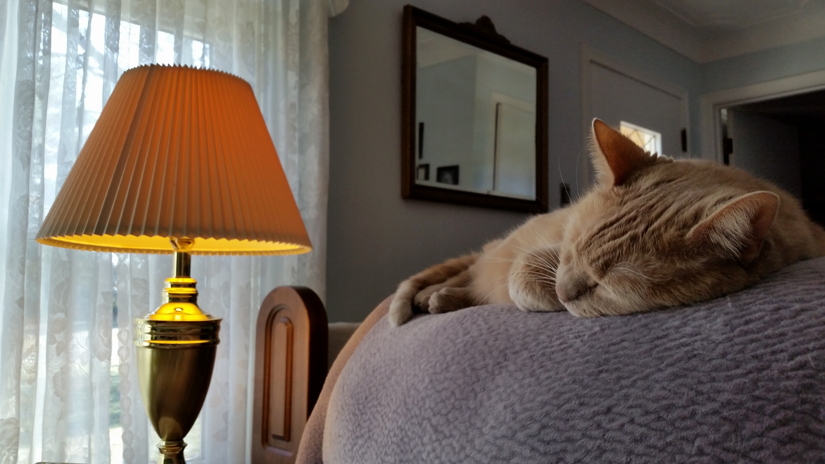 Caught Her Napping on the Back of the Couch