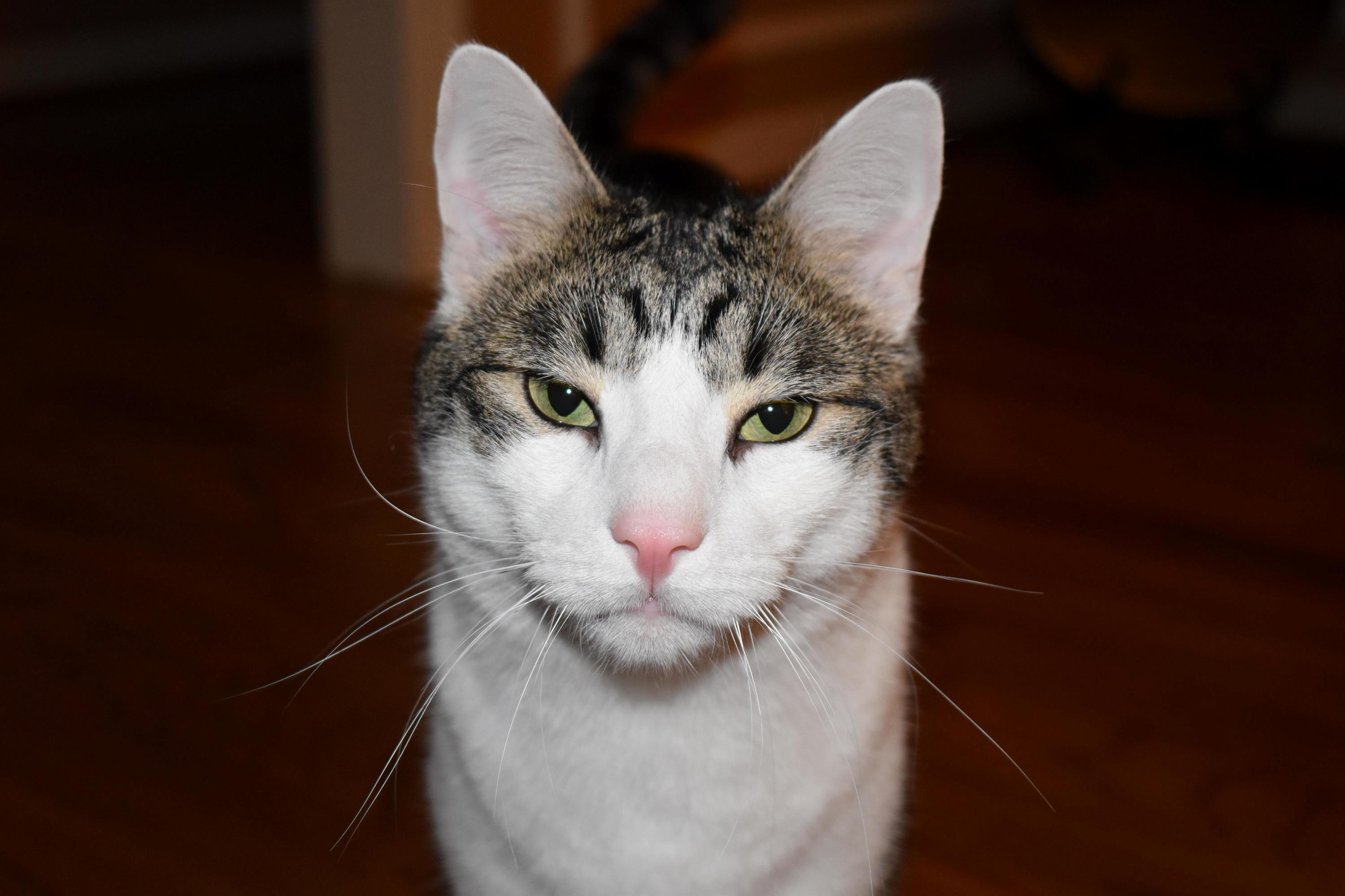 Charley Is Less Than Enthusiastic About My New Camera.