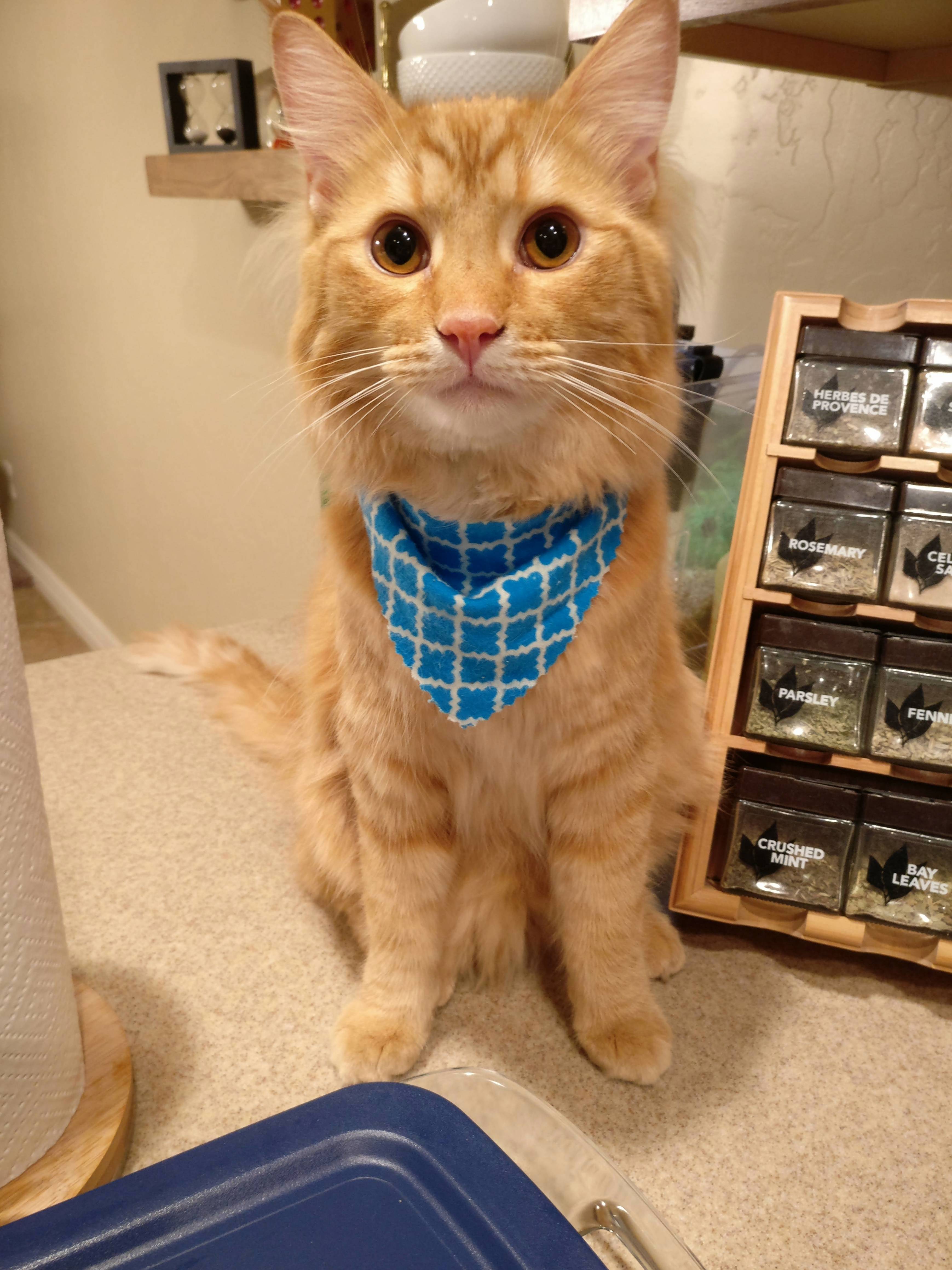Chester Is Trying Out the Bandana Look