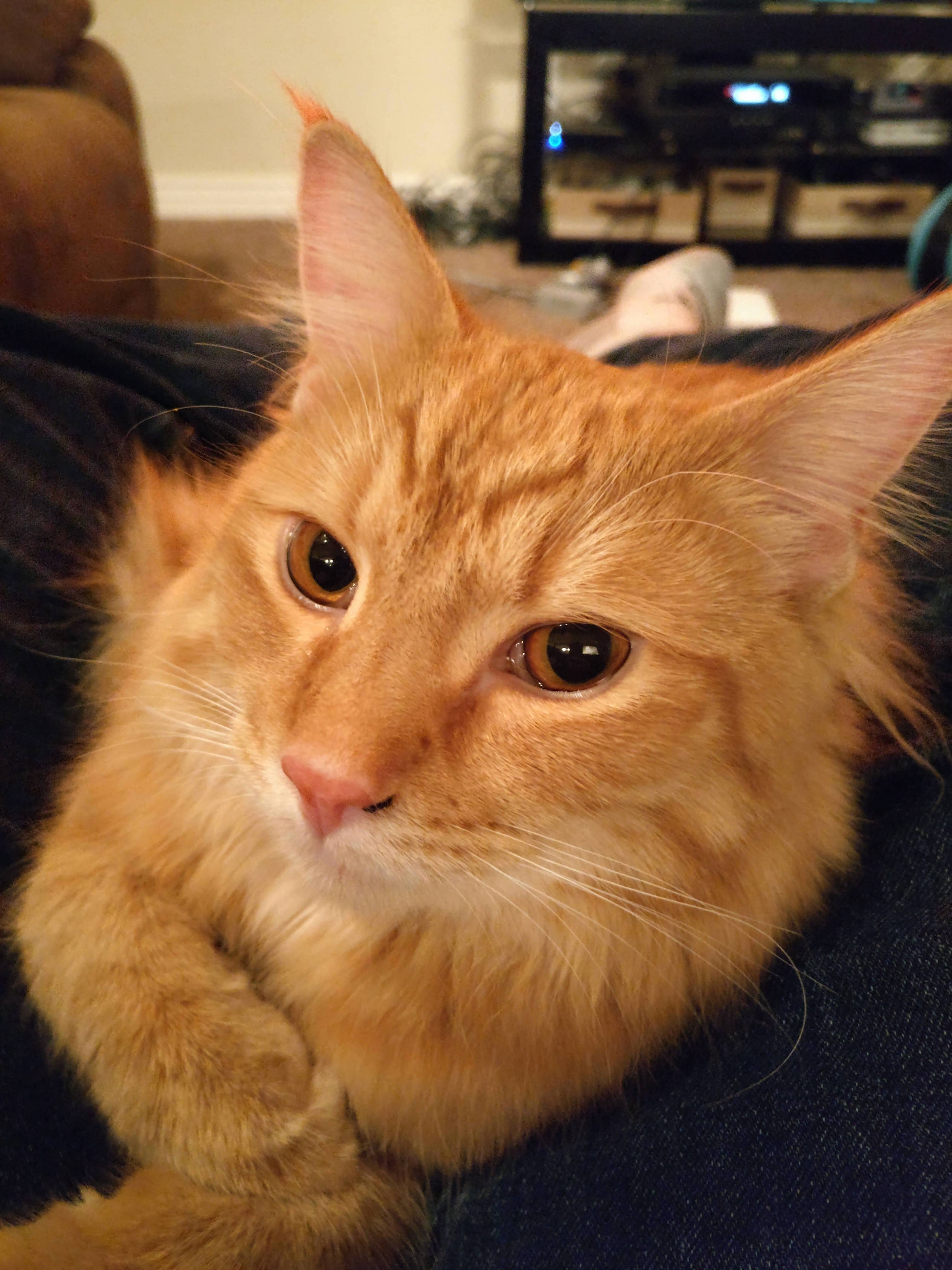 Chesters Bedroom Eyes