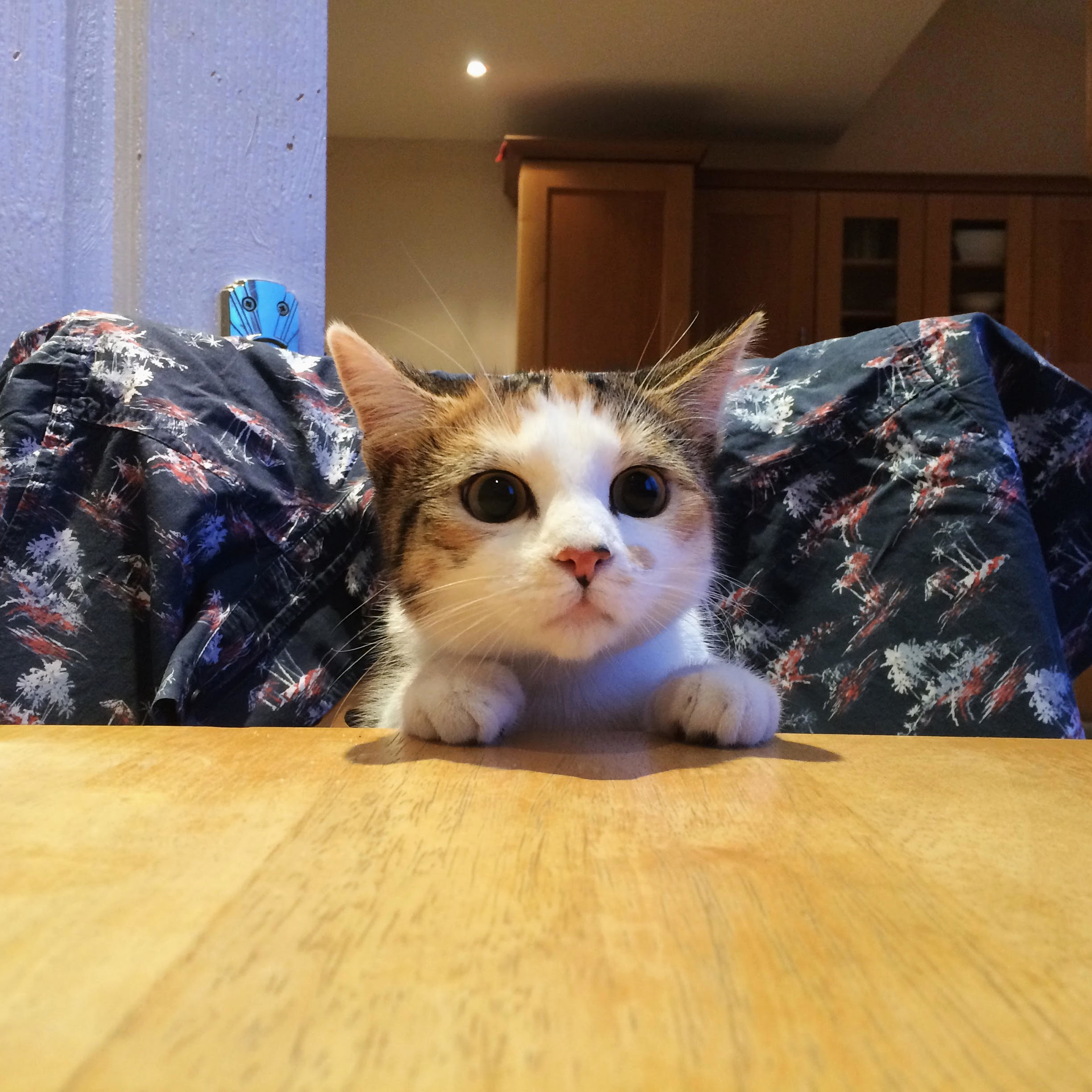 Cookie Giving Me Her Best Puss in Boots Impression While Trying to Sneak Attack My Breakfast