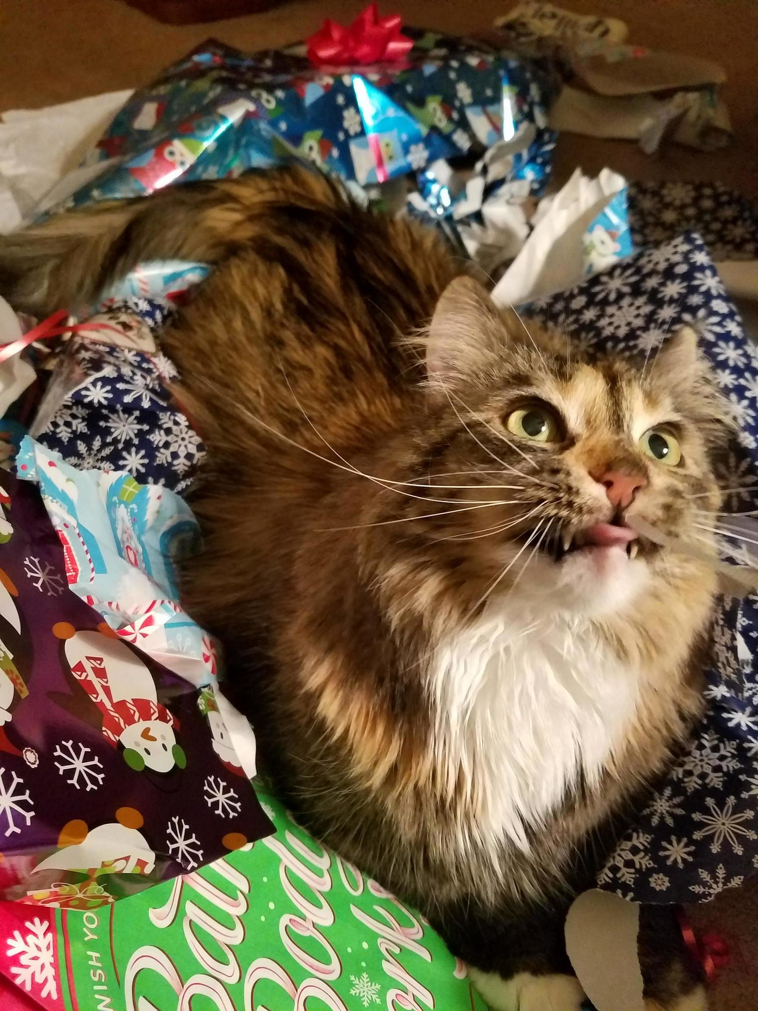 Delilah Giving Me a Dumb Look for Christmas
