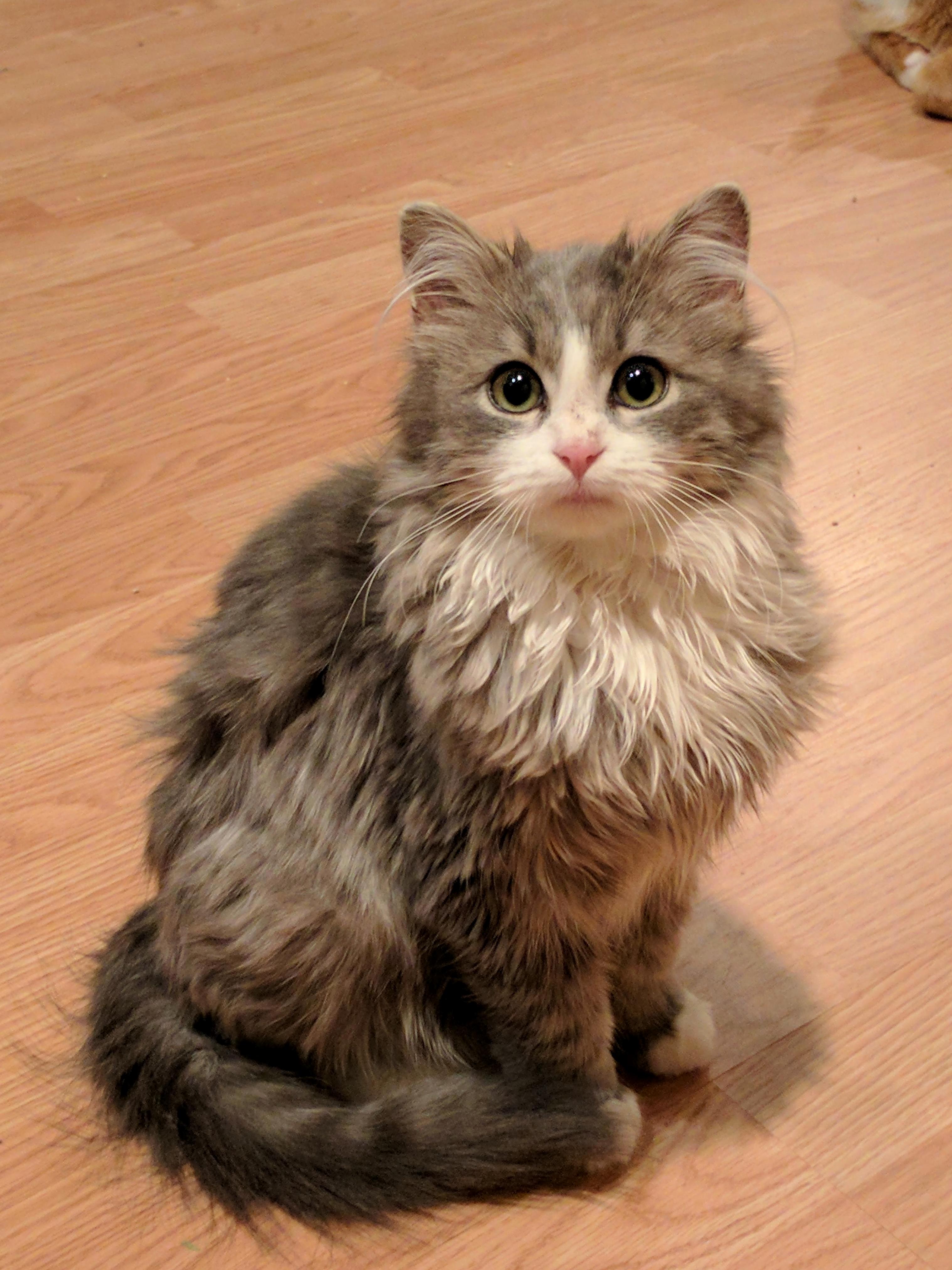 Fawkes the Formerly Feral Foster