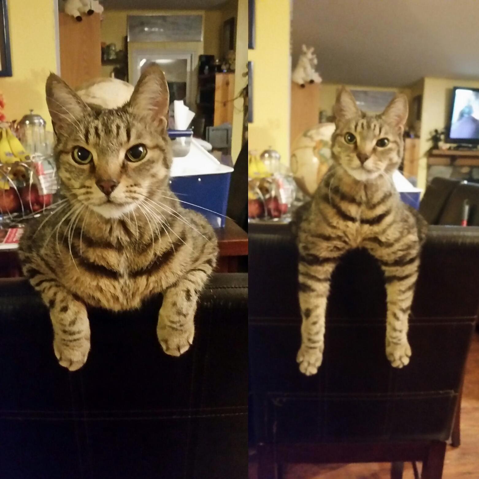 Fitzs Favorite Way to Sit