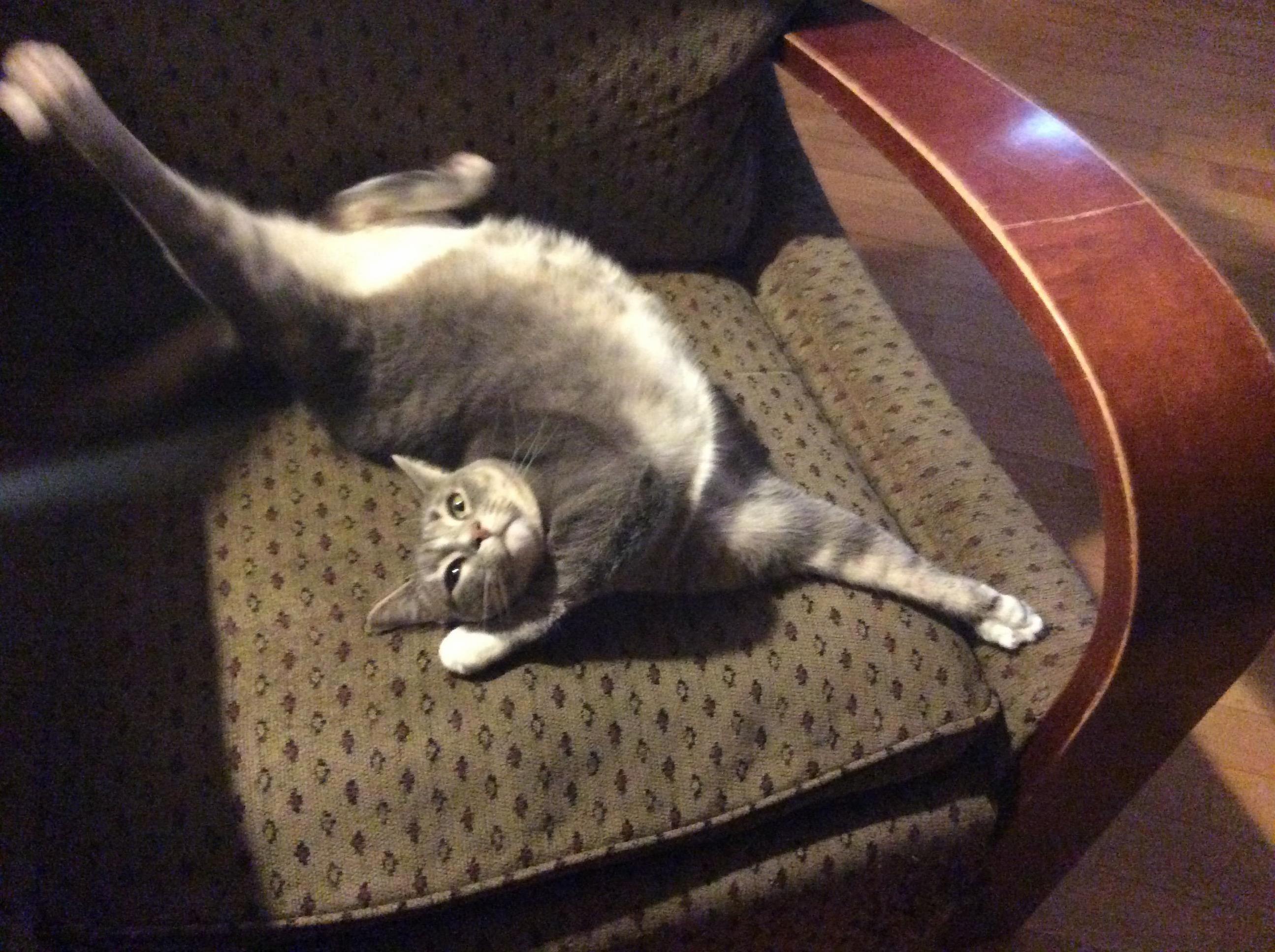 Forgot How to Cat