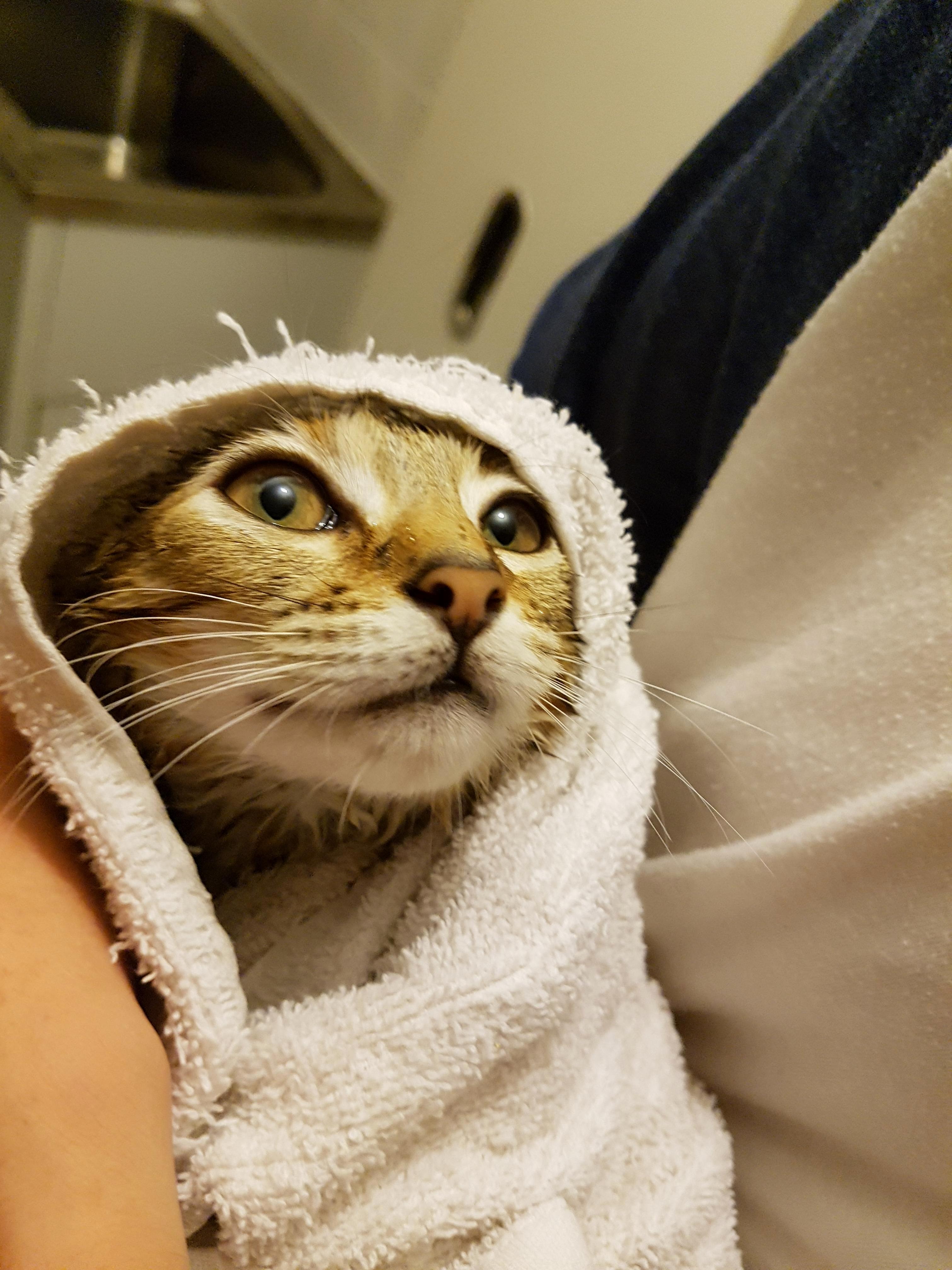 Had to Give Her a Bath After She Fell Into the Toilet.