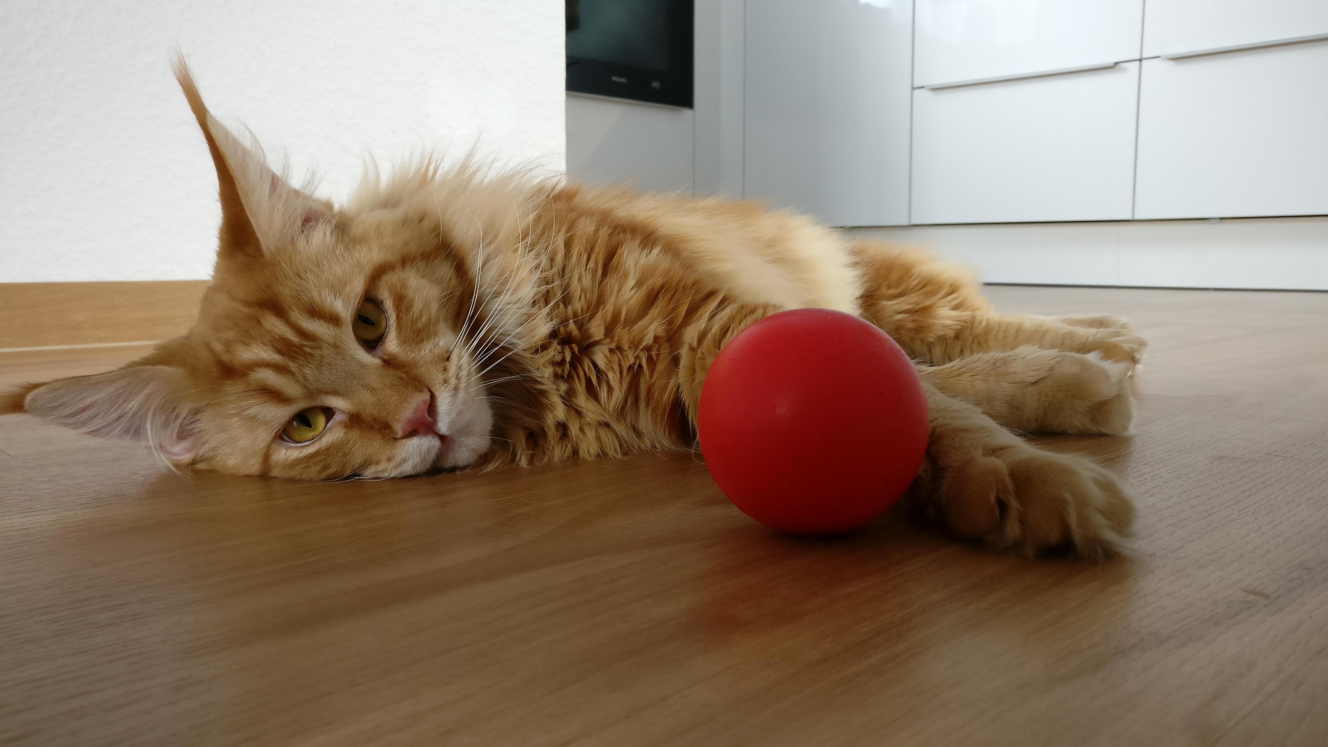 He Loves to Play with His Ball P
