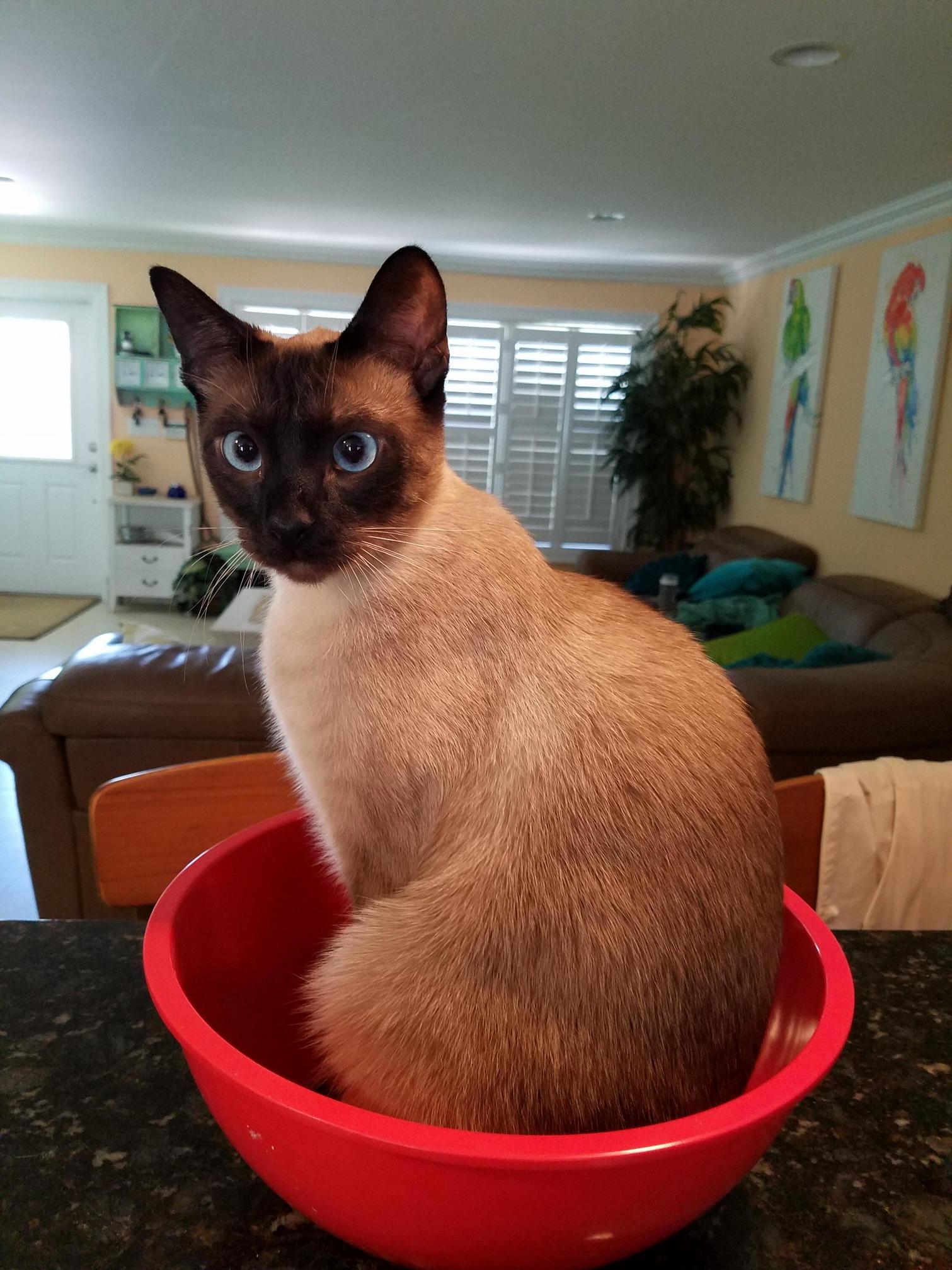 He Loves to Sit in Things