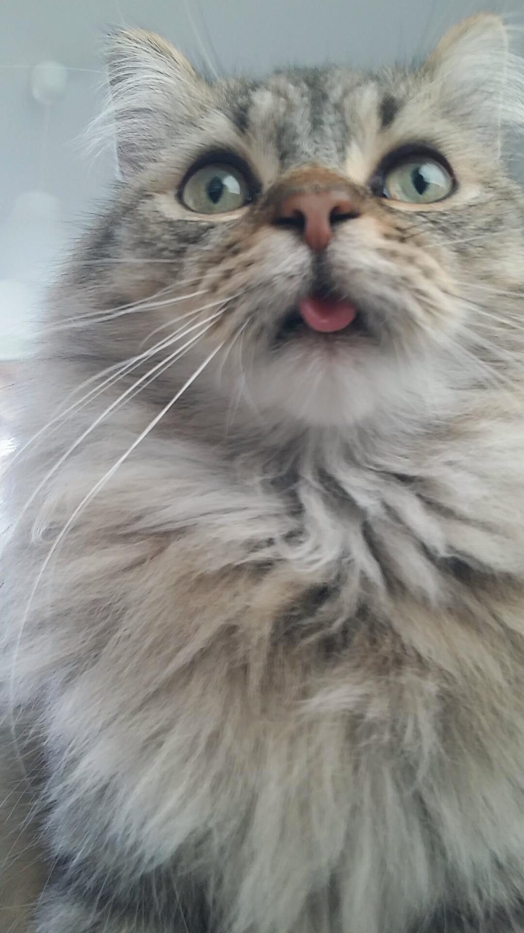 Help My Cat Got an Error What Should I Do