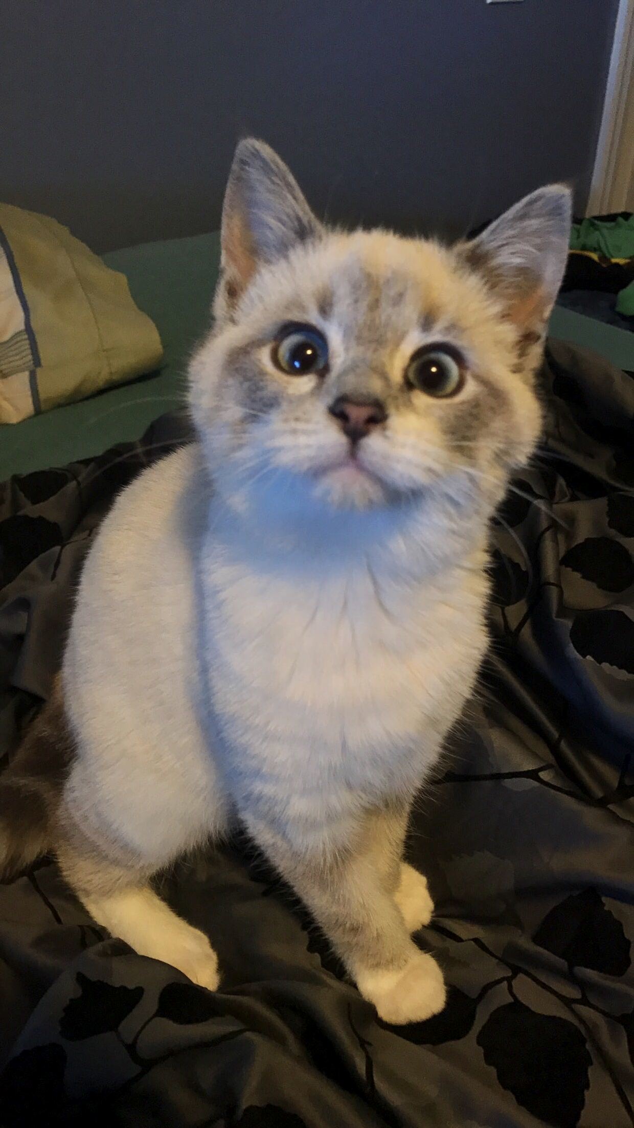 Her Face When She Saw the Laser Pointer