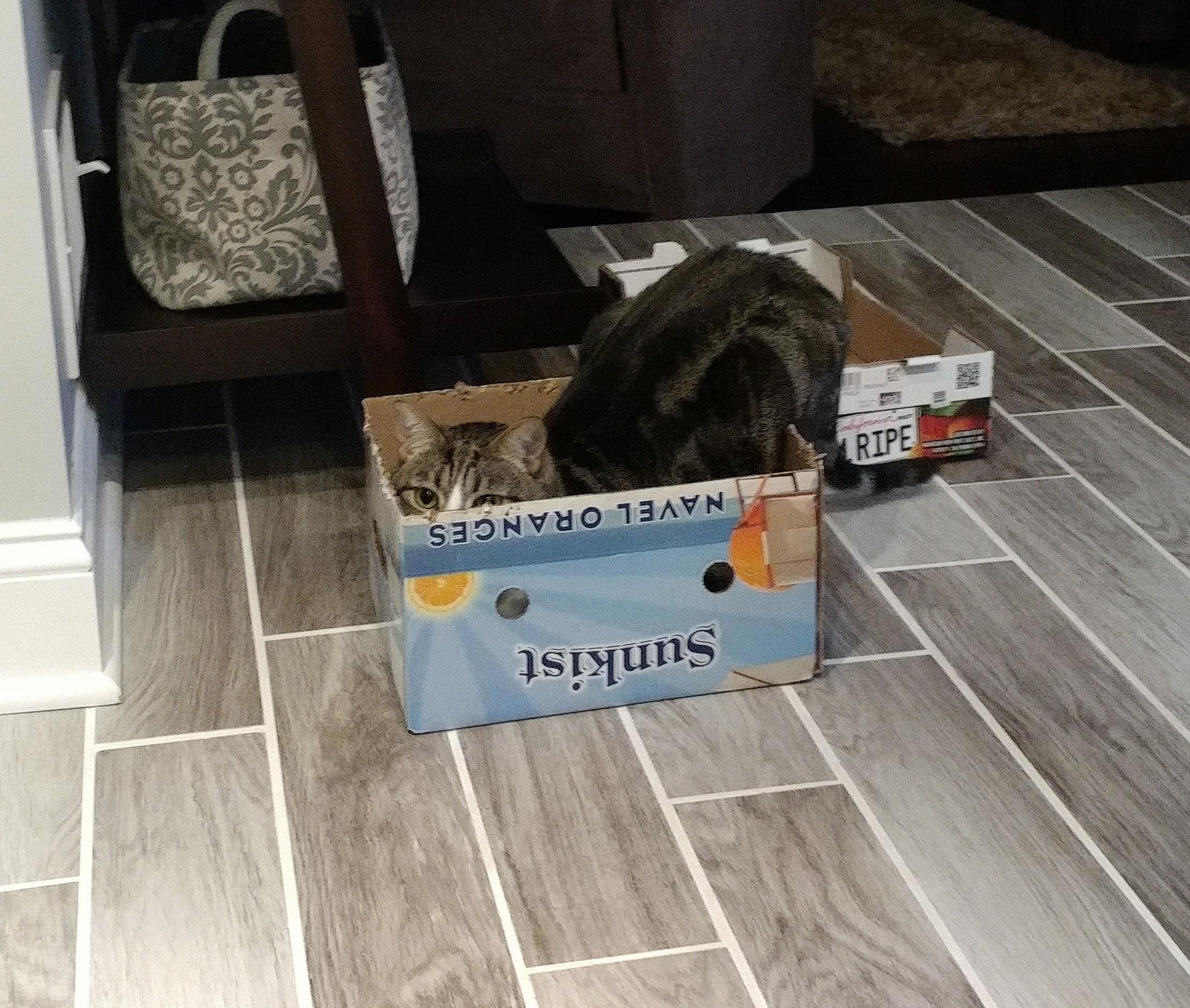 Hes Trying to Be Stealthy.