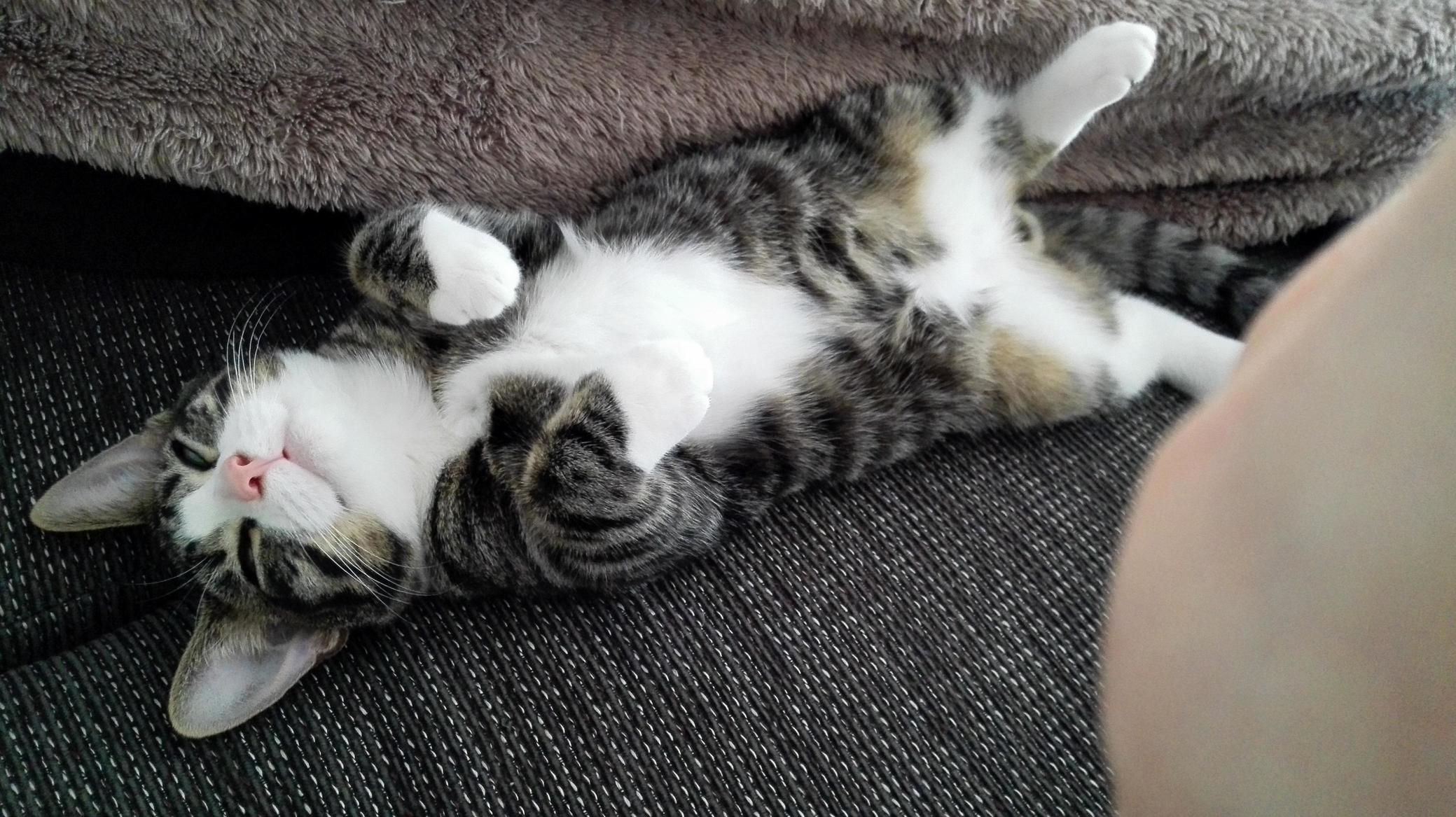 Hi Human ID Fancy Some Belly Rubs