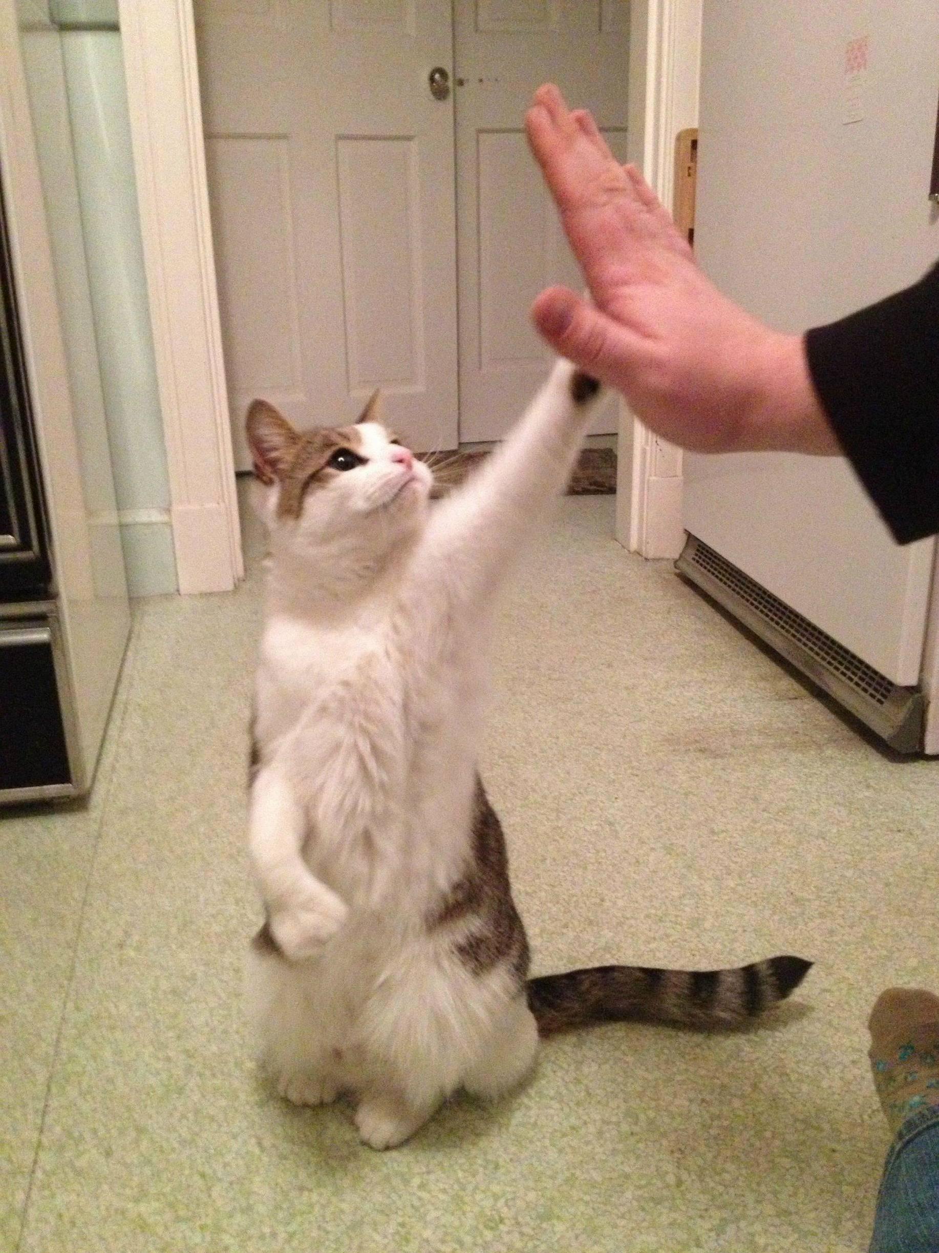 High Five D