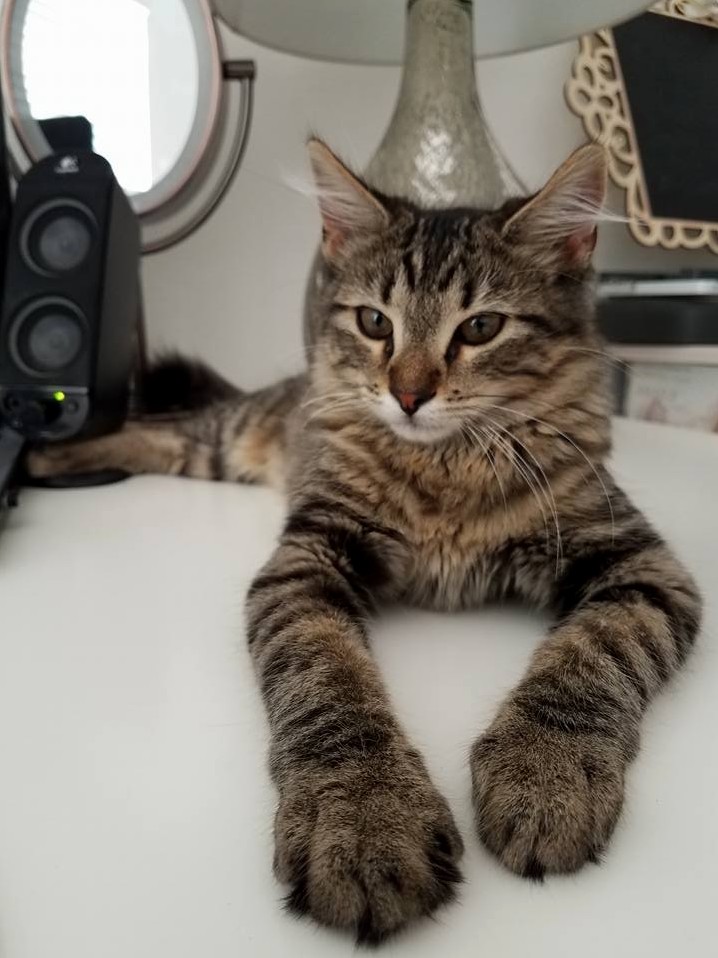 How Am I Supposed to Get Any Work Done with This Staring at Me All Day