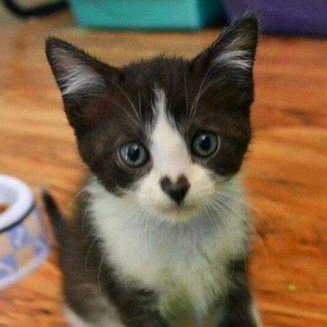 How Can You Not Love This Kitten