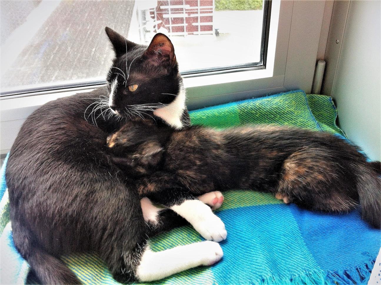 I Adopted Them from the Shelter When They Were 8 Weeks and 7 Months. It Was Probably a Bit Too Early for the Little One but It Helped Them Bonding Really Well.