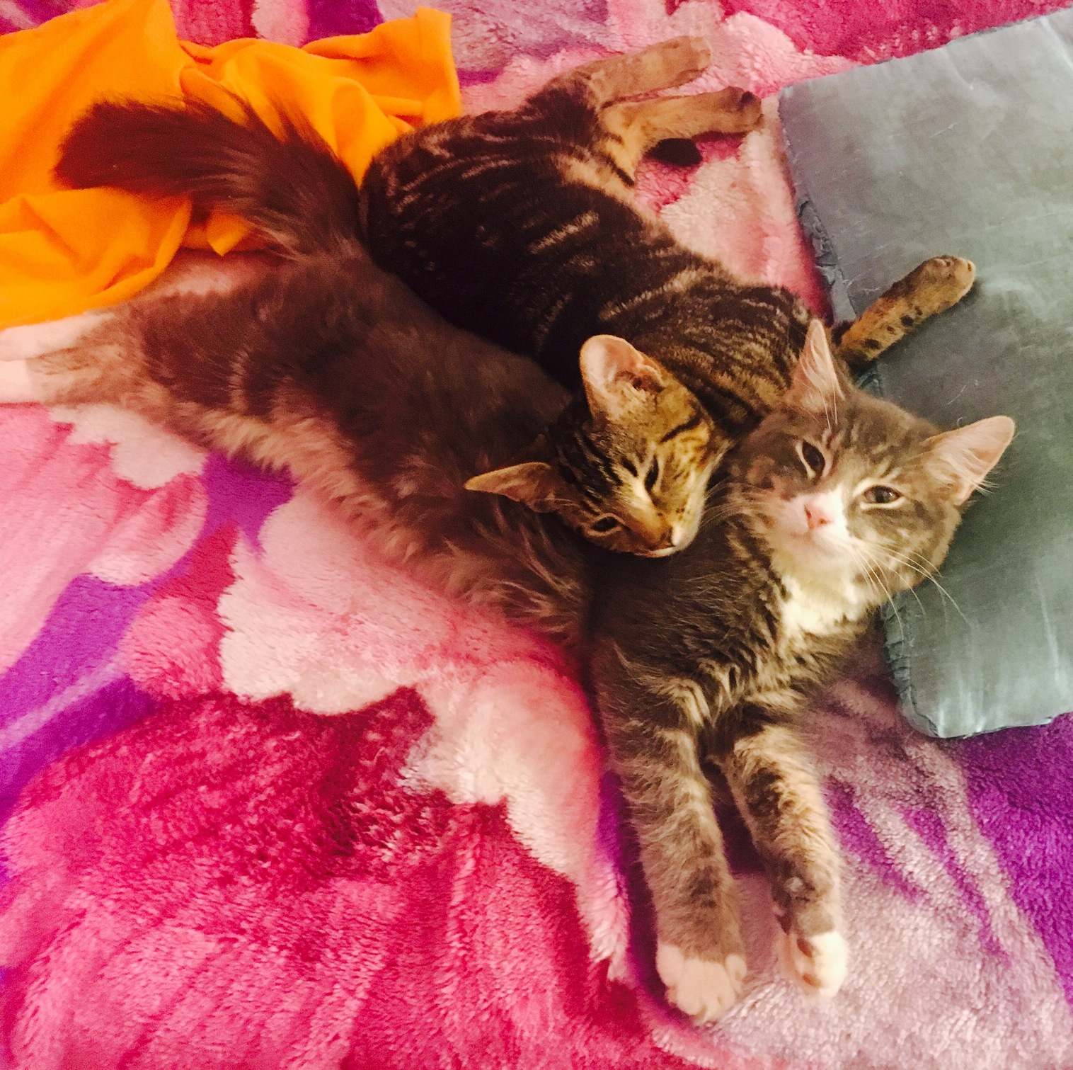 I Came Into My Room and Found My Cats Laying on My Bed.