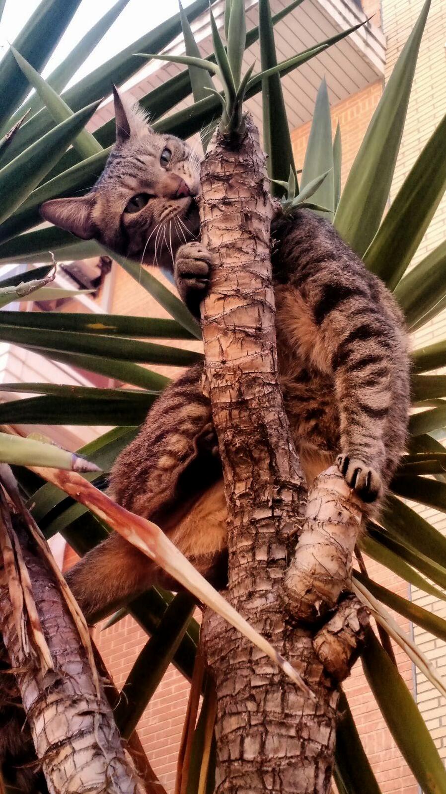 I Dont Know If I Got a Cat or a Monkey