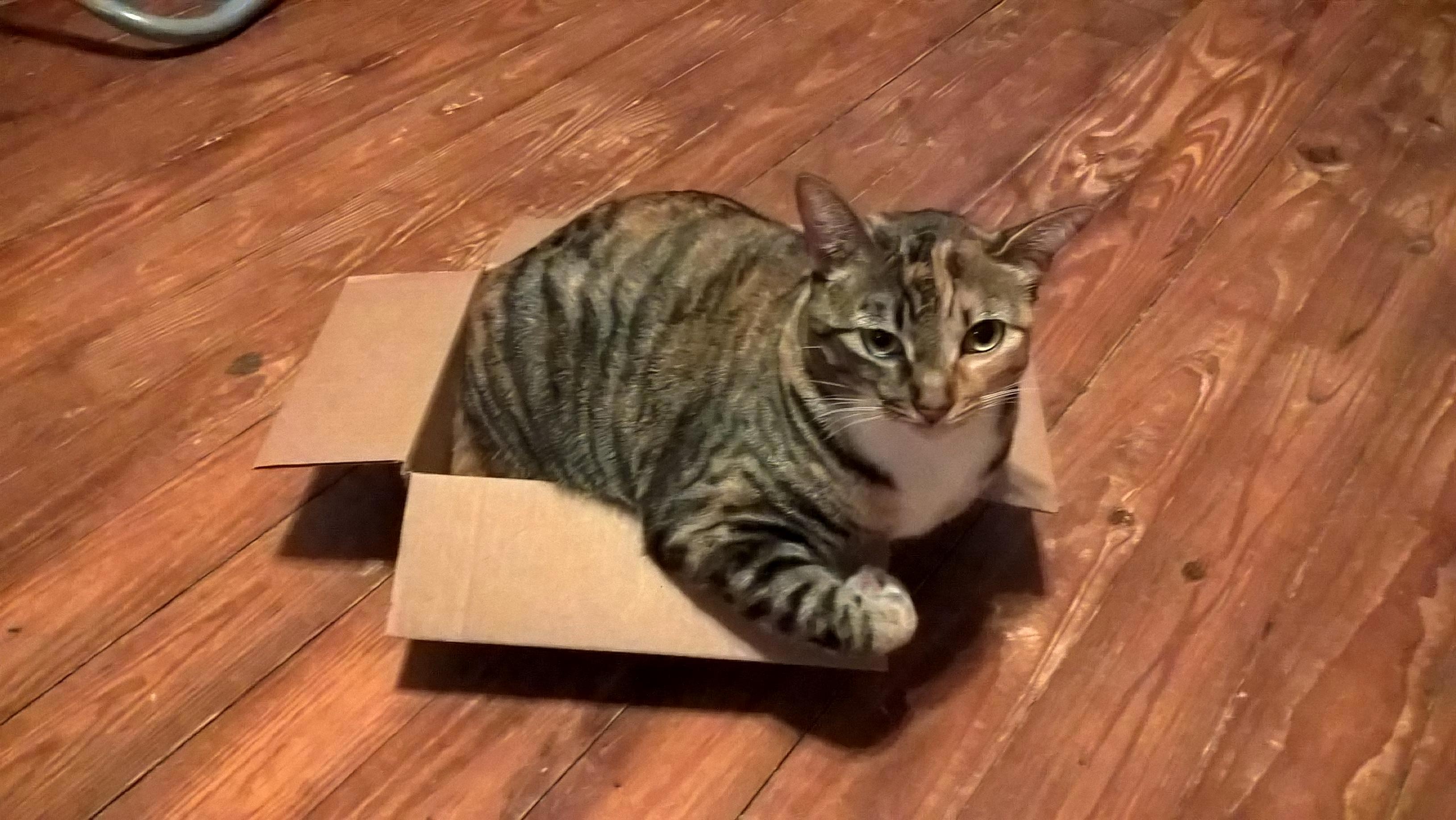 I Fits.