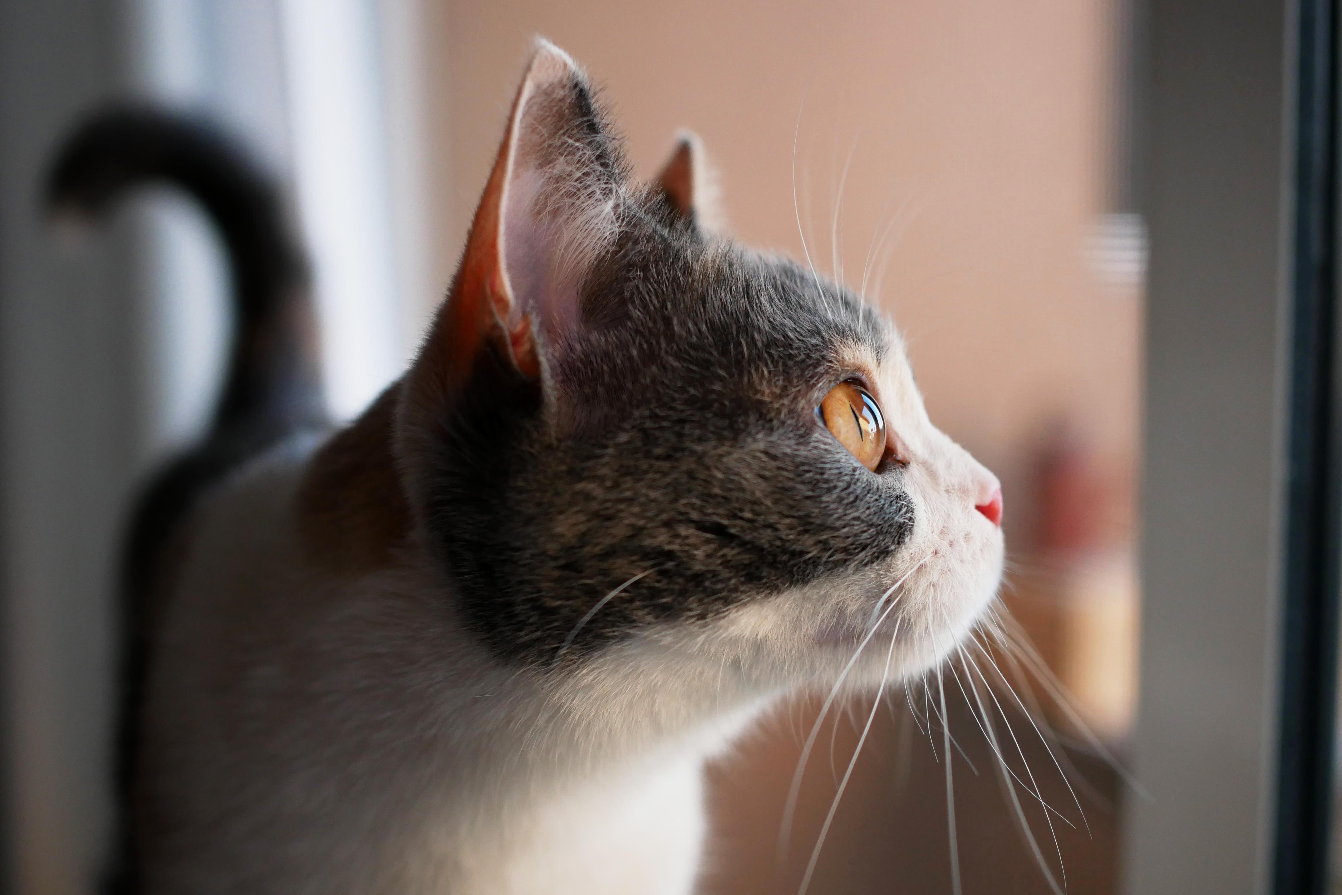 I Got a New Camera Looking at Her Prey.