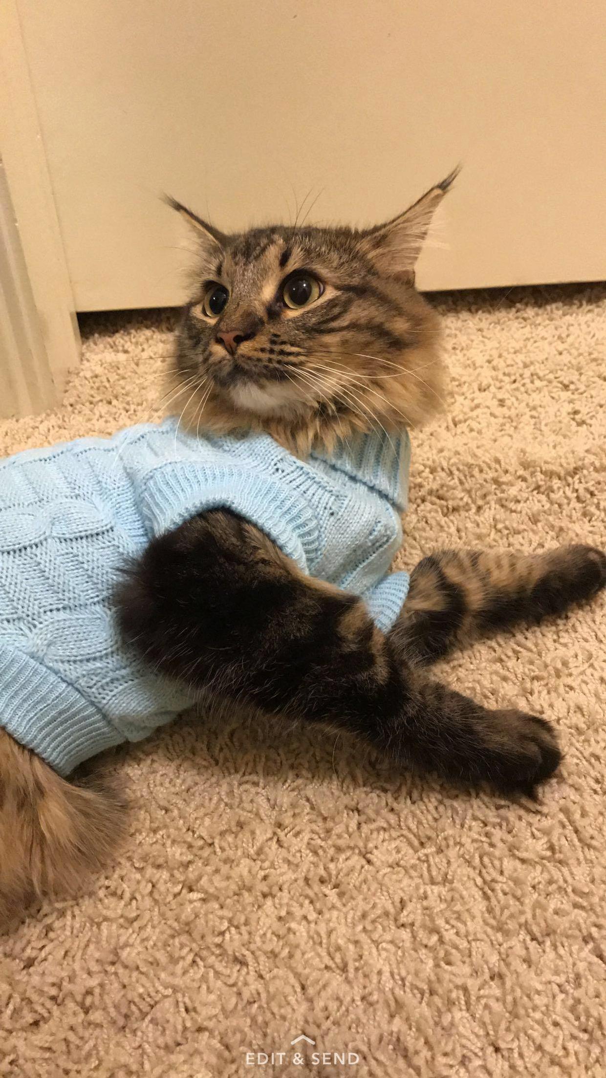 I Got My Cat a Sweater
